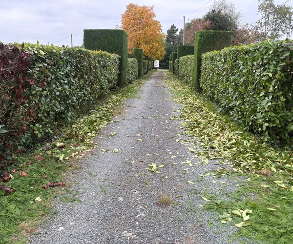 Allée entre haies taillées