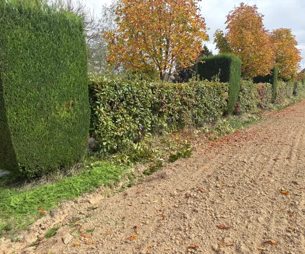 Haies taillées en colonnes